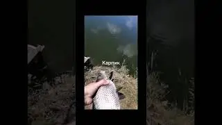 карпик