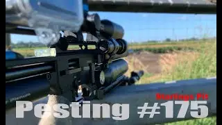 39 Starlings with FX Impact MK2 (gut shot)