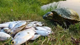 Turtles Love Fresh Shad!