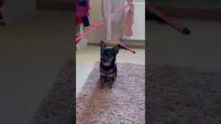 Throwback to her 2nd B-day! #chorkie #dog #clover #dancesong #cat #dancesongs #blowup #puppy #2nd