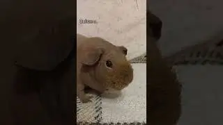 НЕНАЖЕРЛИВІ СТВОРІННЯ 😋 #морськісвинки #свинкишоу #guineapig