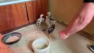 Маленький разбойник. Little robber.