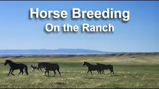 Horse Breeding Summer 2024