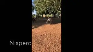 Nispero