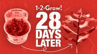 Incredible growth in 28 days!