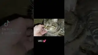 #catfamily