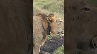The Unforgettable Sound of the Lion's Roar 