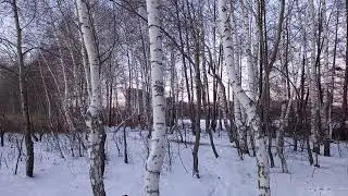 Чудеса  Природы продолжаются!!! Нет слов...