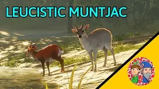 Leucistic Mutjack in call of the wild!!!! 🐯and snow leopard ❄️
