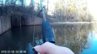 first 2017 fish