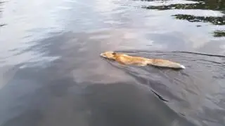 лиса переплывает реку