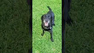 Just a video of my dogs