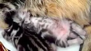 Самые милые котята в мире!!!!!!!!! 😍