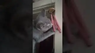 Наш любимец ❤️