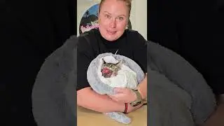 Herakles Update! #cat #kittenrescue #catlover #catrescue