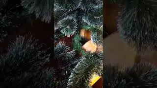 Рыжий ловит игрушку.