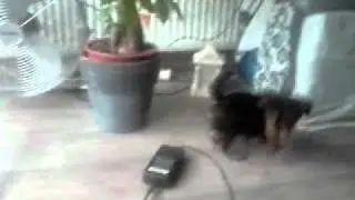 Yorkshire Terrier Puppy : second day with me ! CUTE