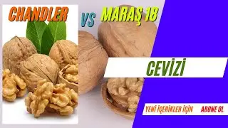 Chandler vs Maraş 18 cevizi
