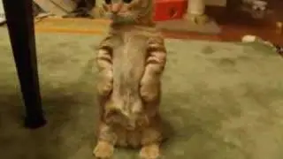 Cutest Cat Ever!