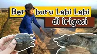 berburu labi labi di irigasi, baru dua kali lempar jala udah langsung dapet #labilabi #berburu