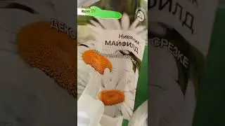 УСПЕЙТЕ В МАРТЕ ЕЕ ПОСЕЯТЬ НА РАССАДУ, ЗАЦВЕТЕТ В СЕНТЯБРЕ САДОВАЯ РОМАШКА НИВЯНИК