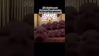 coconut #trend #trending #meme #funny #shorts #short #babysongs #coconut #daily #church #cute #baby