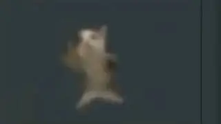 cat dancing to cheerful music