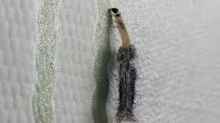 ОБЫЧНЫЙ ЧЕРВЯЧОК