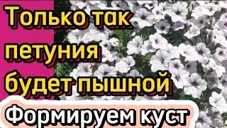 Формируем из черенка пышный куст.Прищипка петунии.