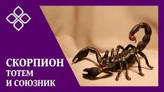 Скорпион, великий и ужасный - твой лучший друг и оберег
