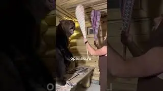 🧸🌿Медведь в настоящей Русской бане с #opaxalo от Проекта @opaxalo.ru (Опахало® для бани и сауны🌿)