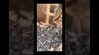 Noot noot #shorts #приколысживотными