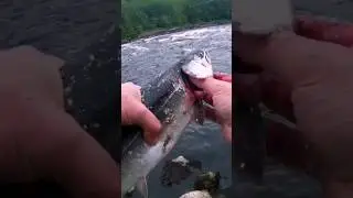 #ГОРБУША#ХОД ГОРБУШИ#РЫБАЛКА НА УМБЕ#2023г#