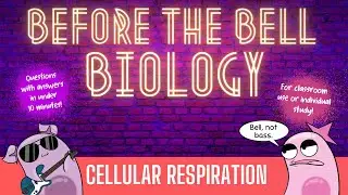 Cellular Respiration: Before the Bell Biology