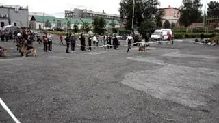 Выставка собак в Прокопьевске