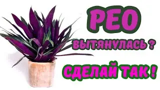 Традесканция Рео ВЫТЯНУЛАСЬ,Что нужно делать? 