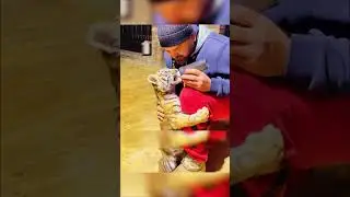 The rescue of a tiger cub will amaze you 🤯