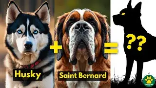 5 Most Unique Husky Mix Breed Dogs People Don't Know About!