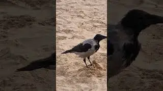 На израильском пляже... чёрный ворон...  😝 