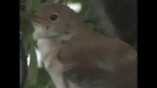 Nightingale