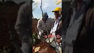 îwê Qanehewşerê - Dewrêşê Evdî hewag riha suruç halfeti bozova urfa riha kurdî kurmancî