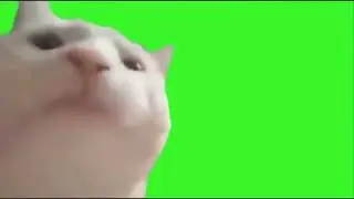 cat vibing to Klavierstück in F major - Mozart