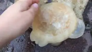 ЖАЛКО ЖЕЛТОБРЮХА.         МЫ ЕГО УНИЧТОЖИЛИ 🤣😉