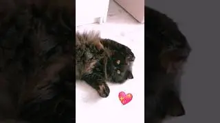 My fluffy love 💖 