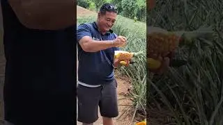 Pineapple tasting in Moorea