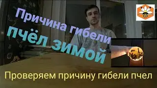 Основная причина гибели пчел зимой.