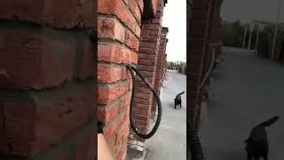 Собака ищет хозяина, спрятались 