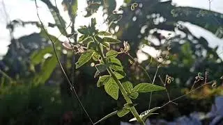 Nature Cinematic || Vidio Cinematic alam
