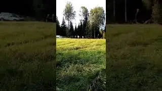 Saving Moose (Muijala, Finland)