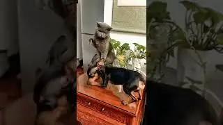 Когда купил добермана на авито 🤣🤣🐶| 